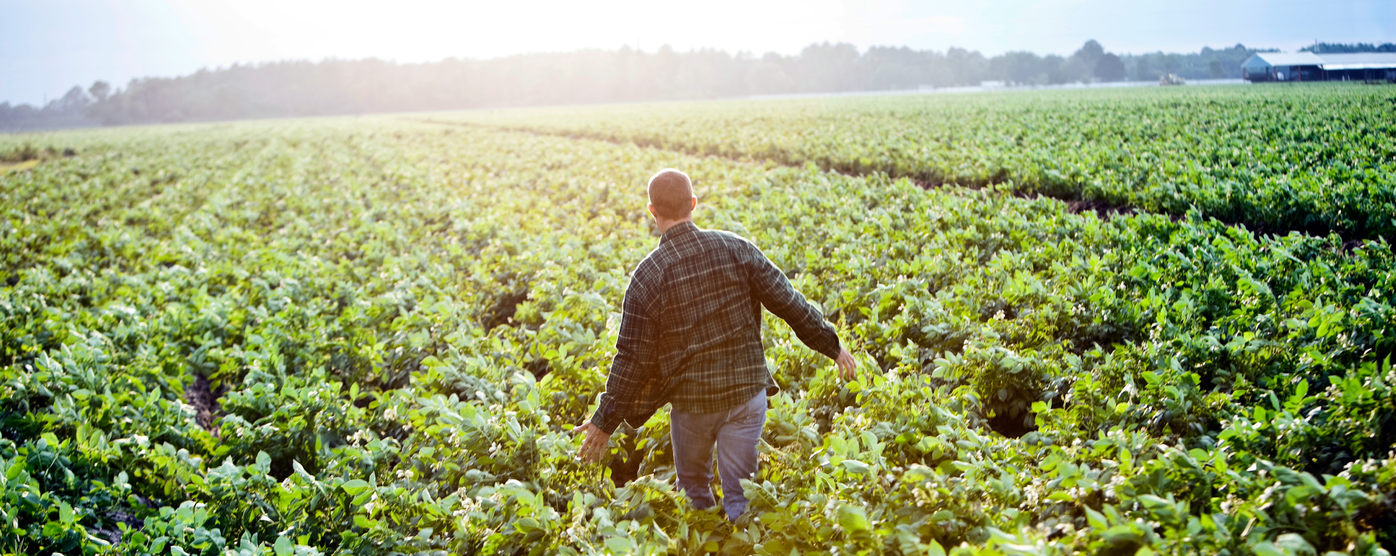 maple-leaf-s-sustainability-pledge-chef-connexion